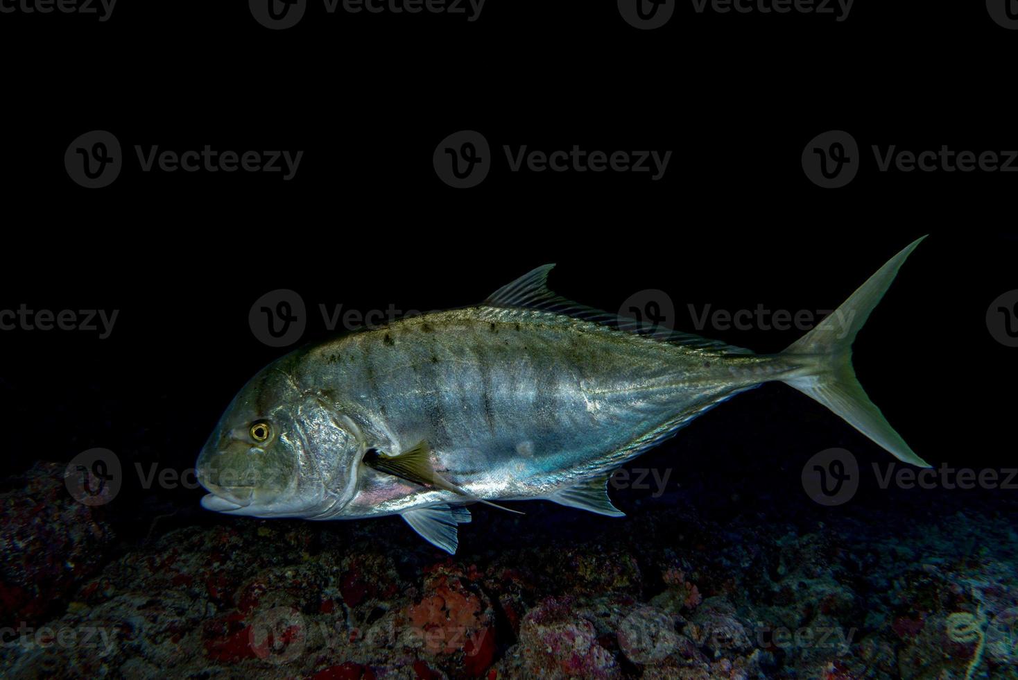 Giant trevally tuna caranx fish isolated on black photo