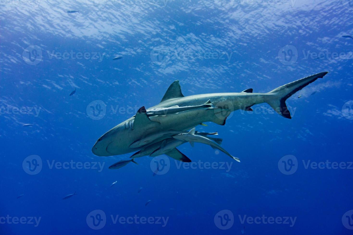 Grey shark ready to attack underwater photo