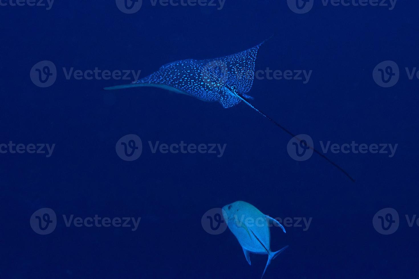 eagle ray manta while diving in Maldives photo