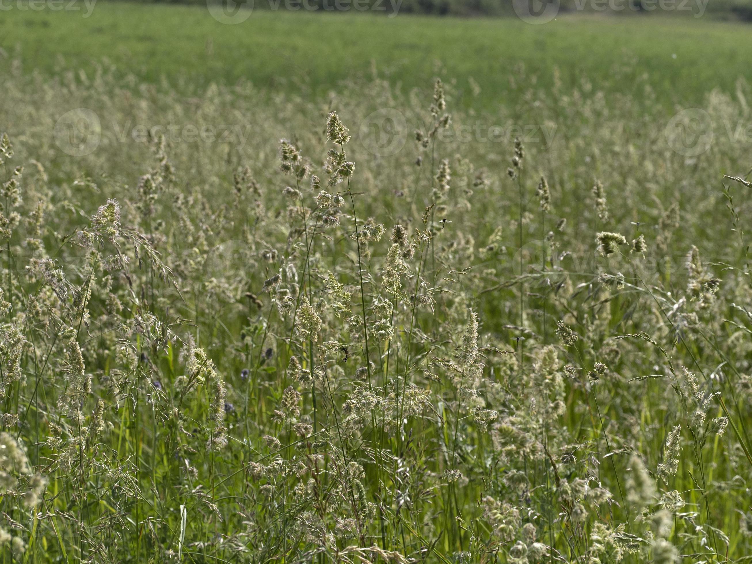 poa pratensis green plant 12011663 Stock Photo at Vecteezy