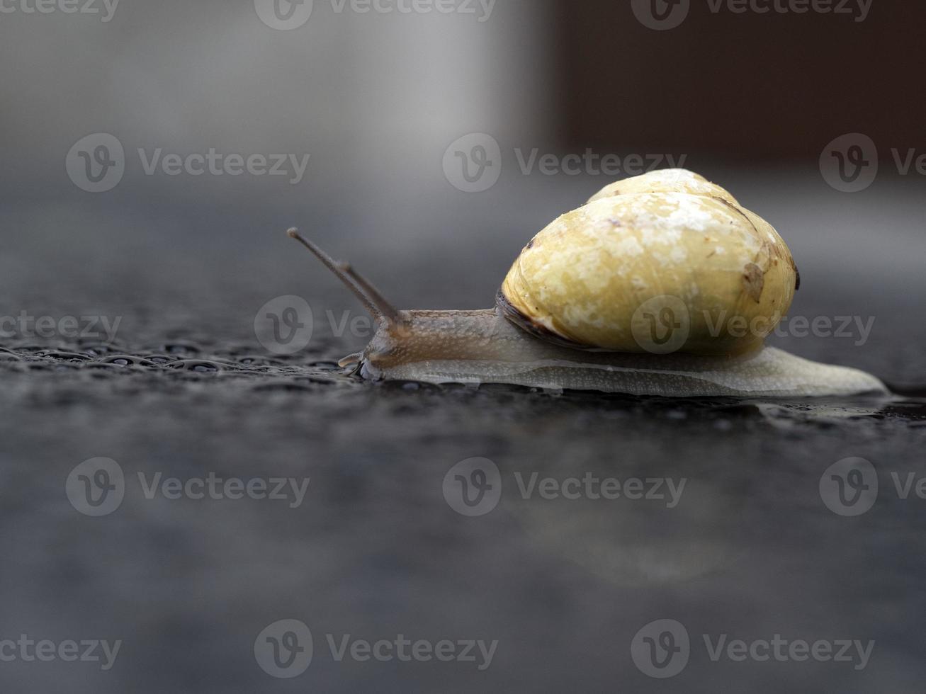 snail on rain drops photo