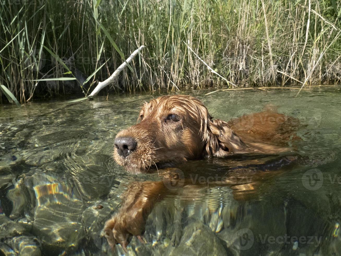 cocker spaniel dog swimming in the water photo