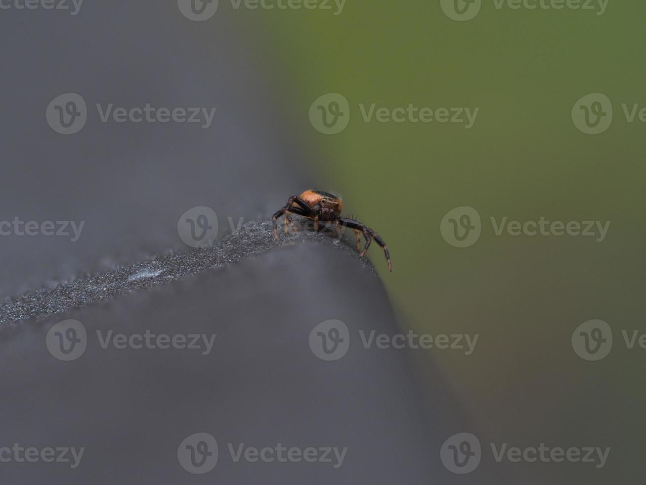 Napoleon spider close up macro Synema globosum photo