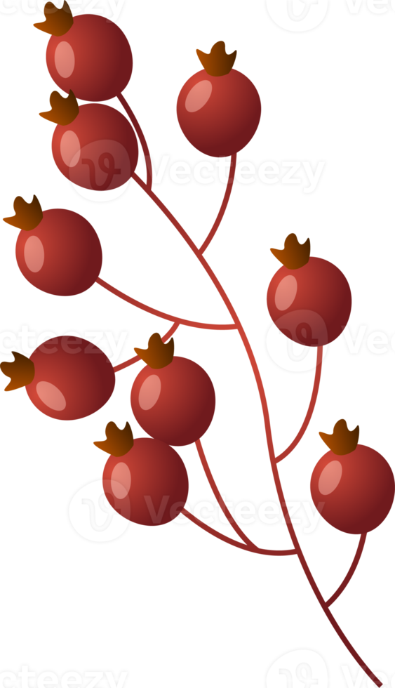 herfst lijsterbes Afdeling. png