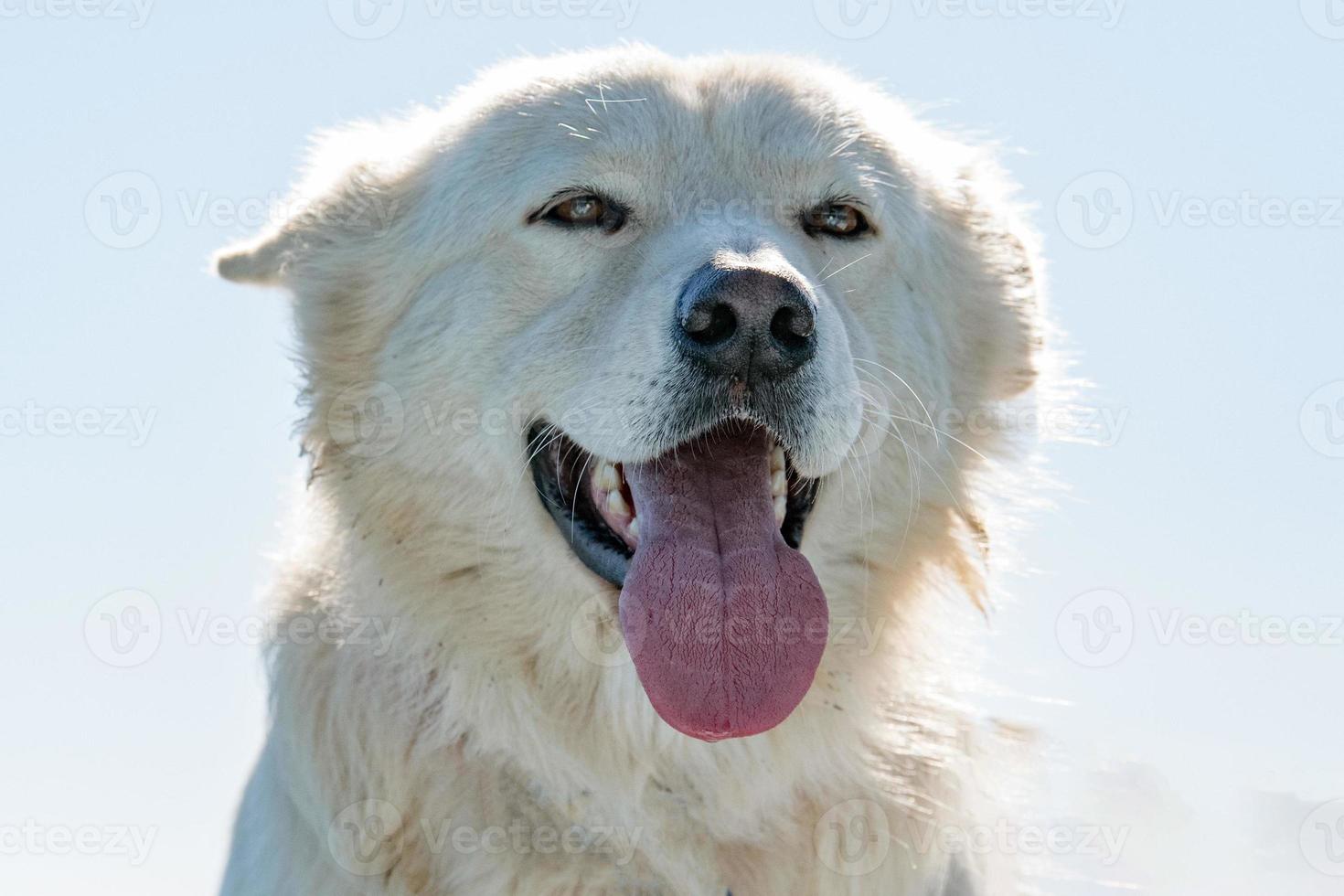 white wolf dog while looking at you photo