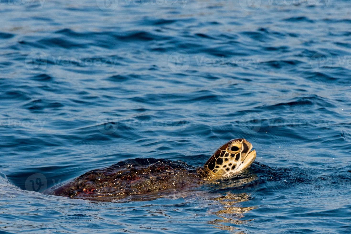 Turtle near Sipadan white sand beach Tropical turquoise paradise photo