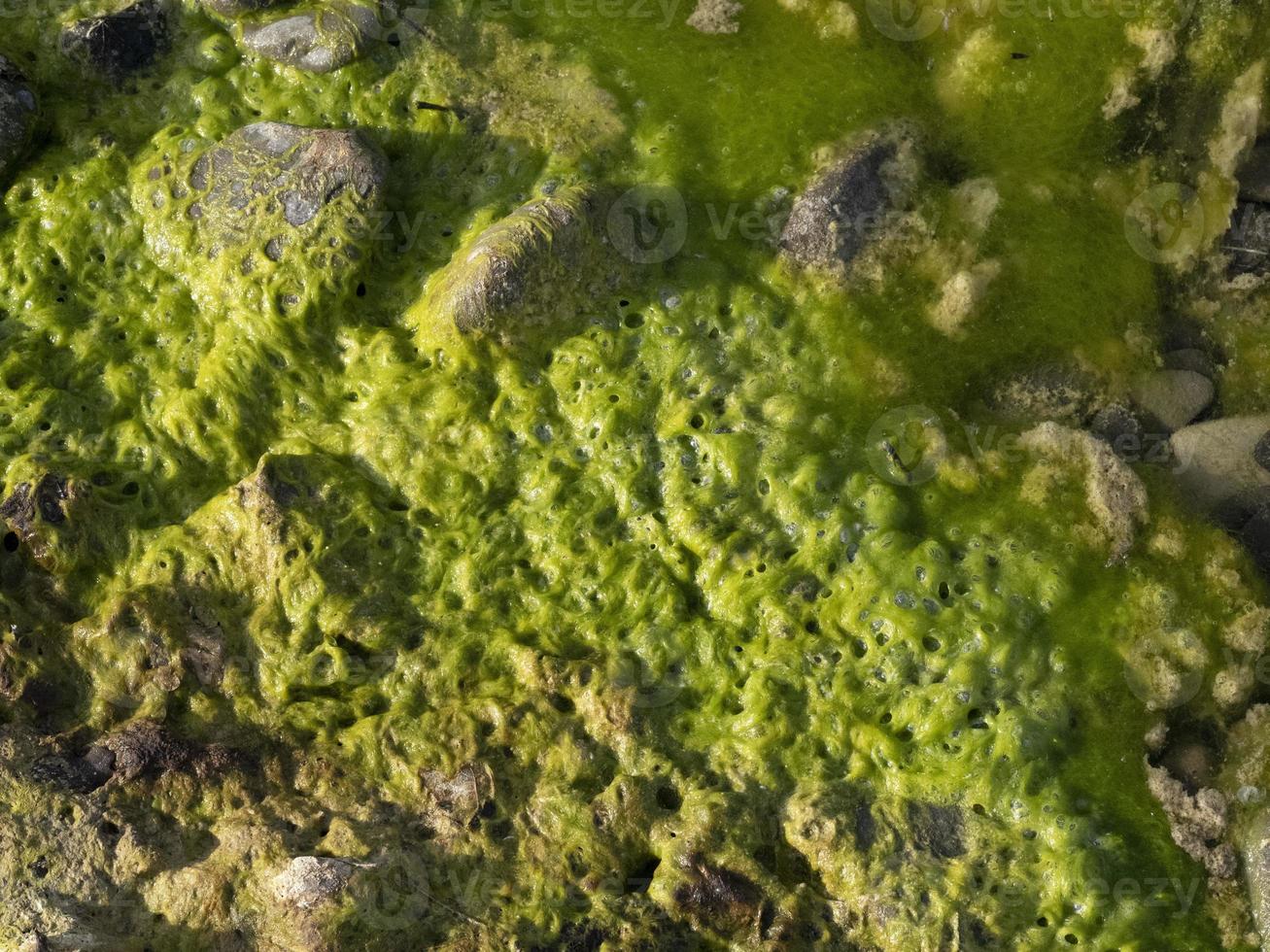 algas verdes de río en las rocas foto