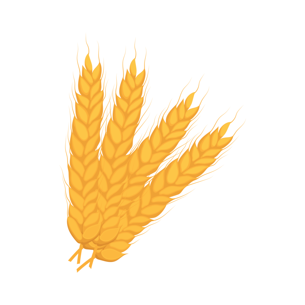 Wheat creative illustration png