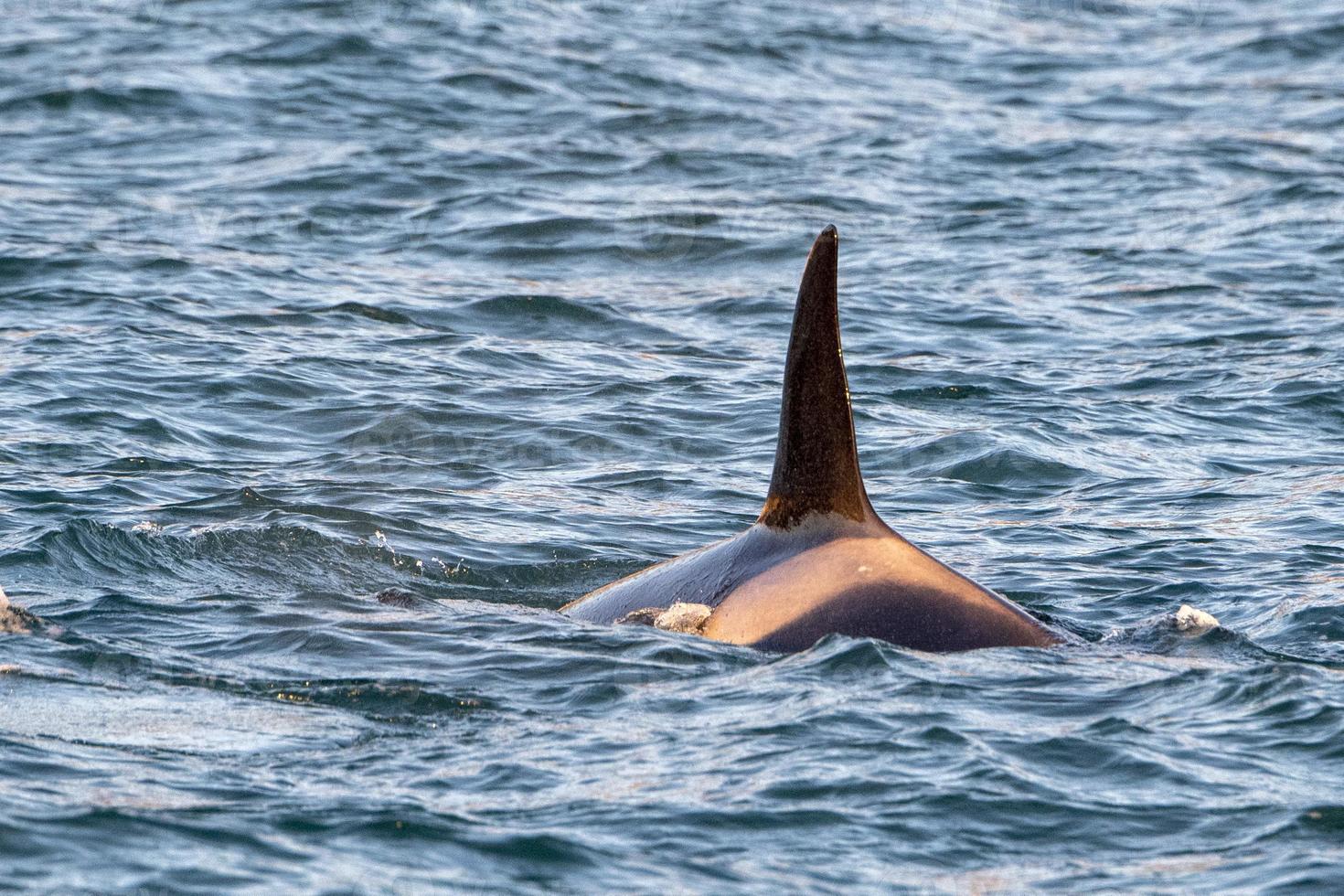 orca killer whale in mediterranean sea at sunset coming from Iceland photo