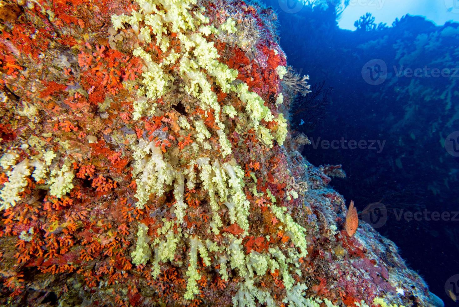 Alcyonarian Soft Coral wall underwater landscape panorama photo