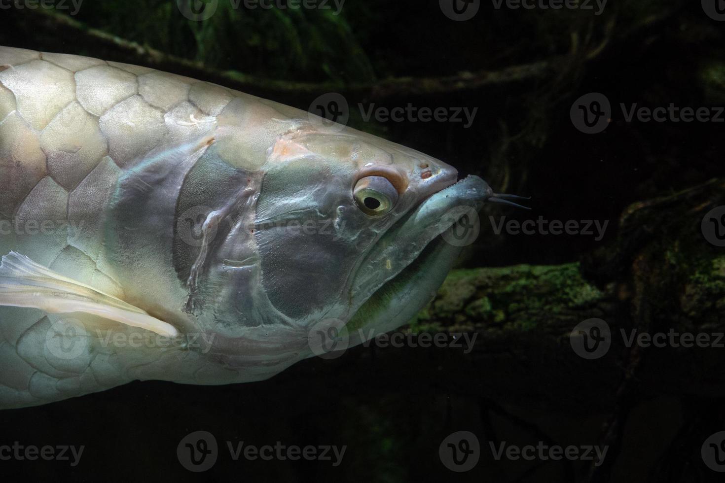 Silver arawana fish underwater portrait photo