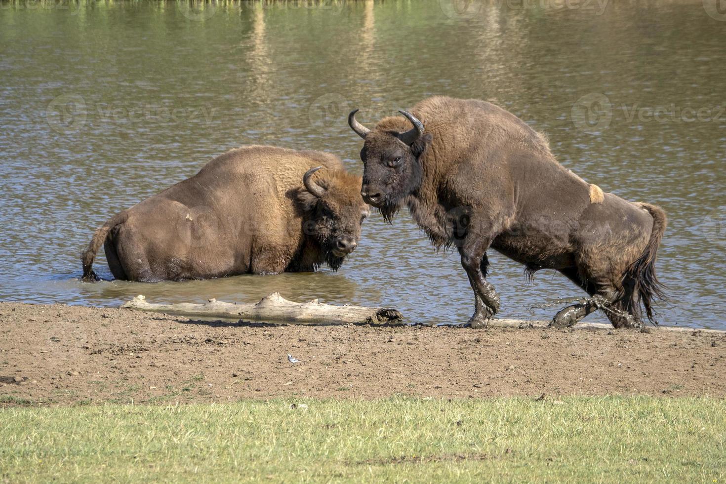 European bison portrait in summer photo
