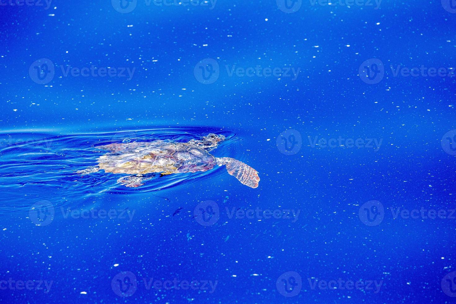 sea turtle in micro plastic sea photo