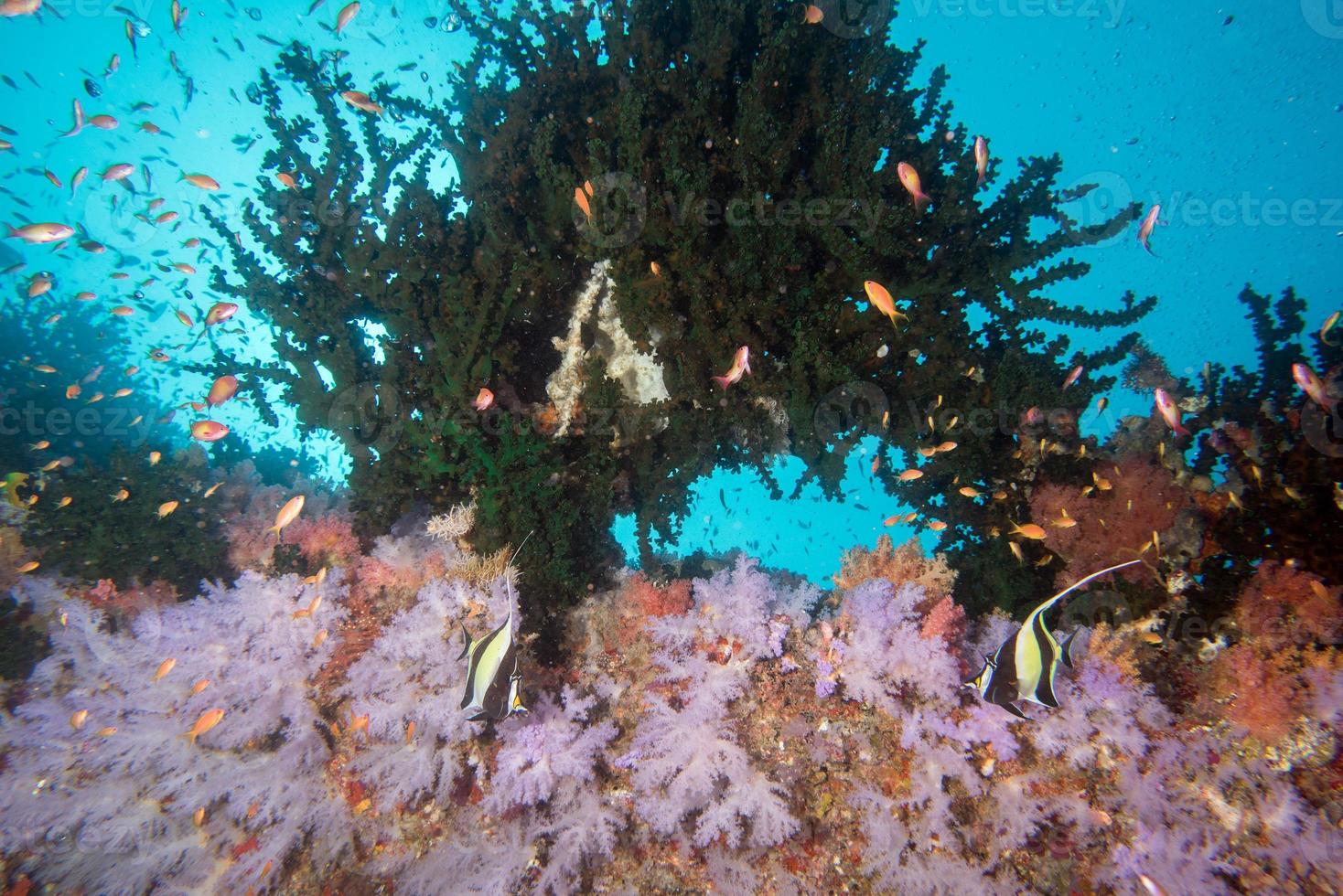 Maldivas corales y peces panorama submarino foto