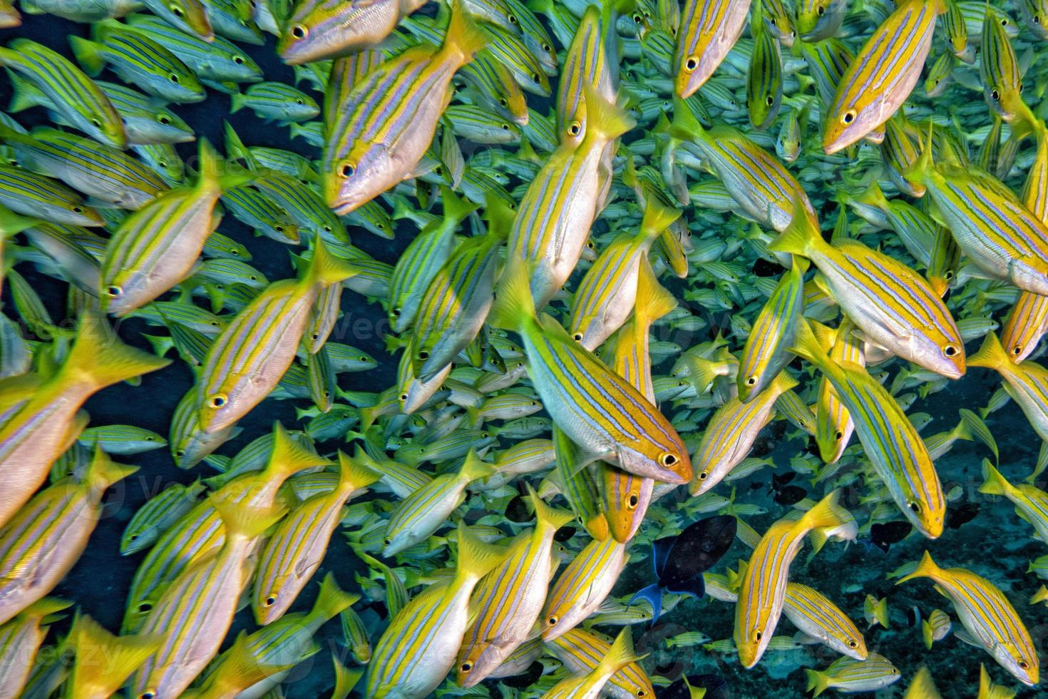 yellow Snapper Lutjanidae while diving maldives photo