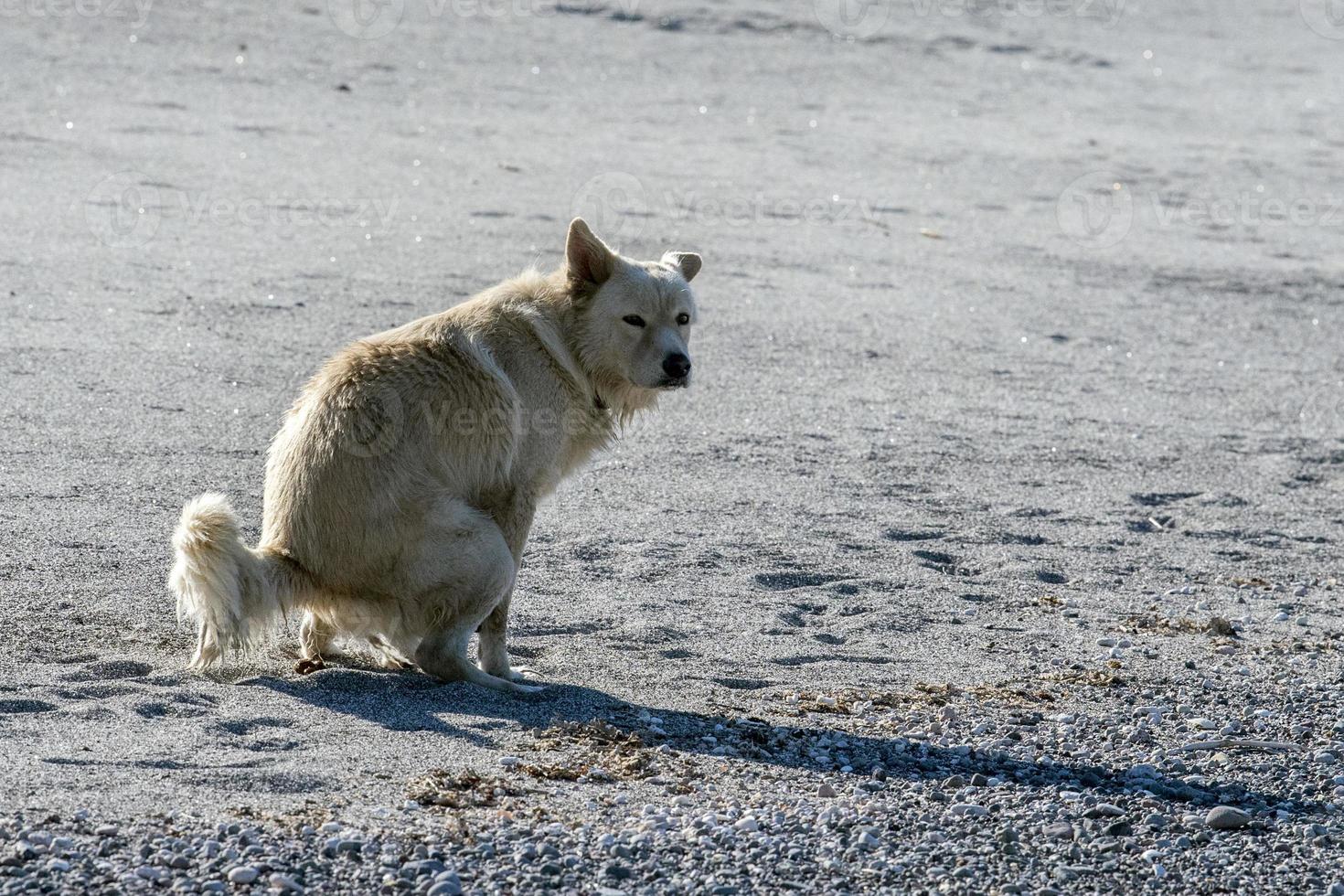 white wolf dog while looking at you while evacuating photo