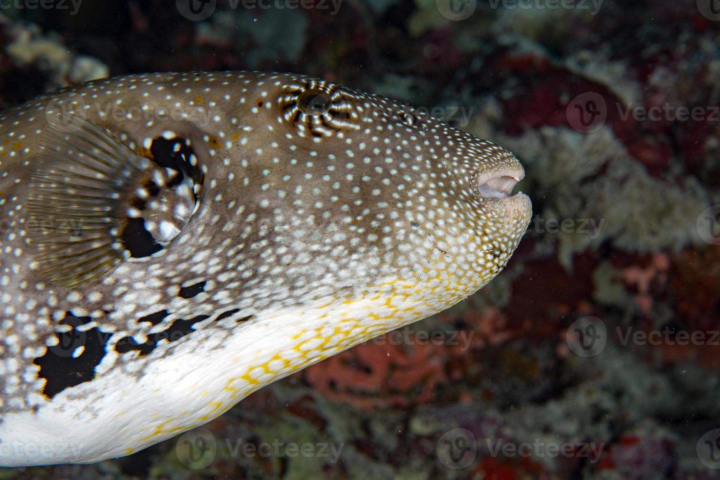 Puffer fish black white spotted close up photo