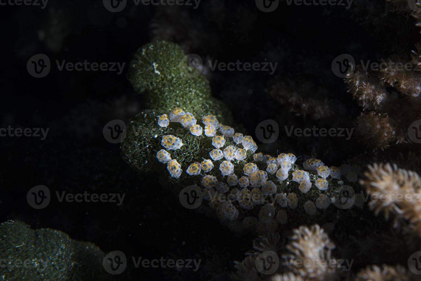 Tunicates on green sponge alga underwater while diving maldives photo