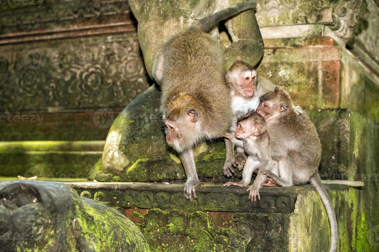 Indonesia macaque monkey ape close up portrait photo