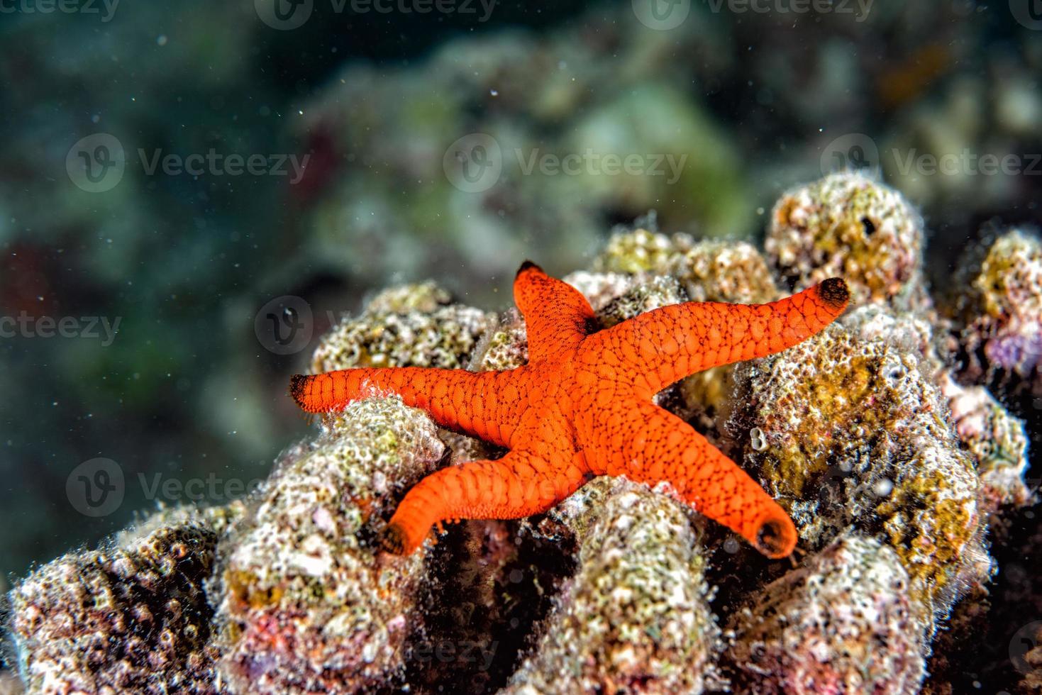 Red sea star hanging on reef in Papua Indonesia photo