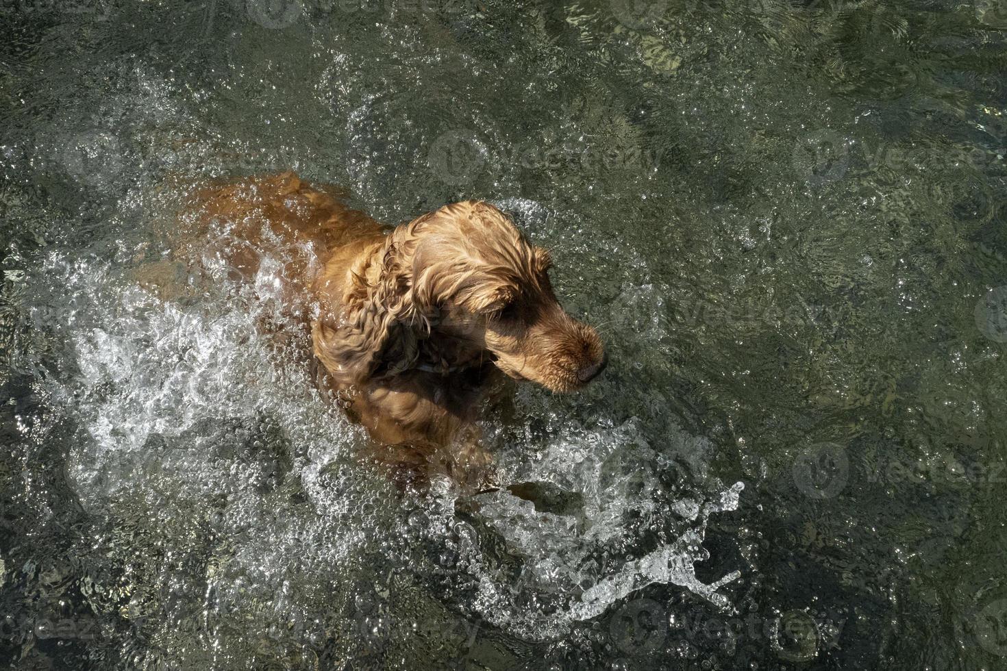 perro cocker spaniel nadando en el agua foto