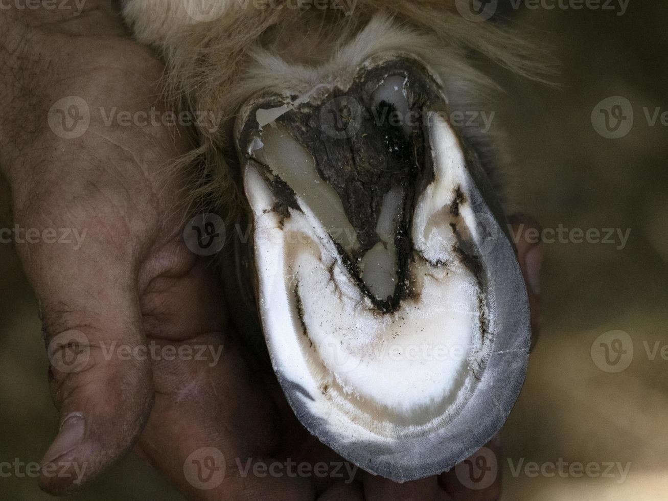 Blacksmith shoeing a donkey and cleaning hoof photo