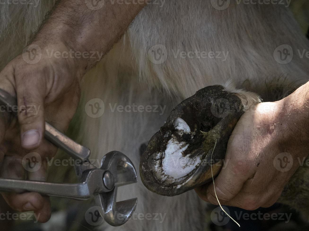 Blacksmith shoeing a donkey and cleaning hoof photo