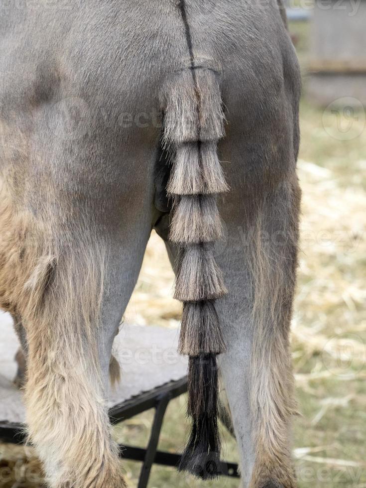 Donkey tail at animal show parade 12012458 Stock Photo at Vecteezy