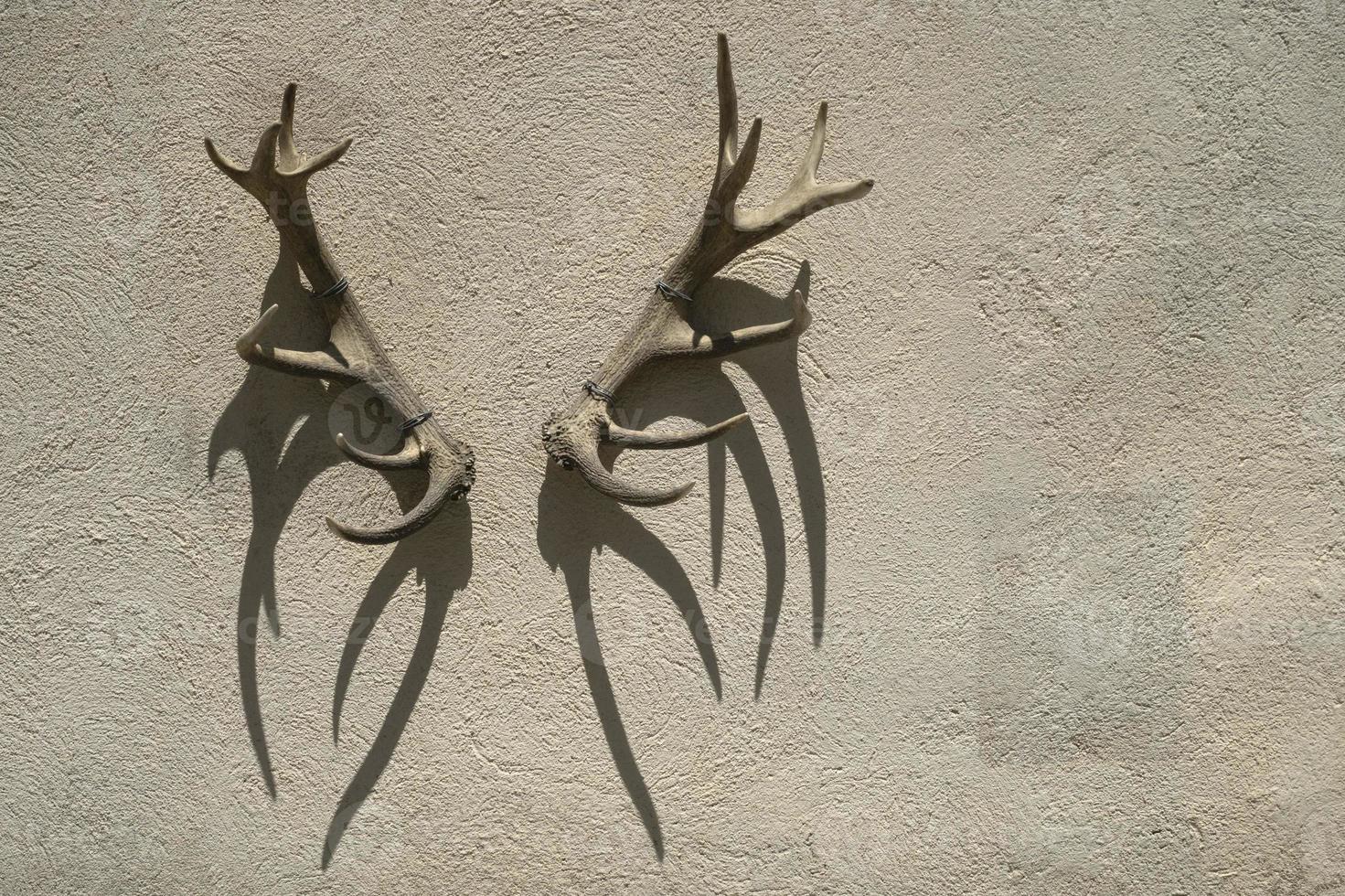 deer antlers on building wall photo