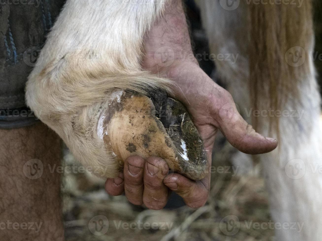 Blacksmith shoeing a donkey and cleaning hoof photo