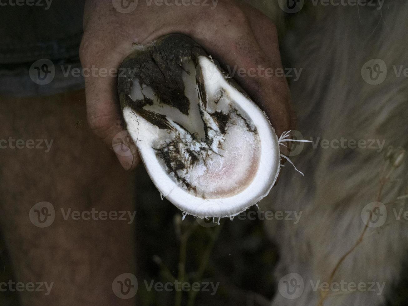 Blacksmith shoeing a donkey and cleaning hoof photo