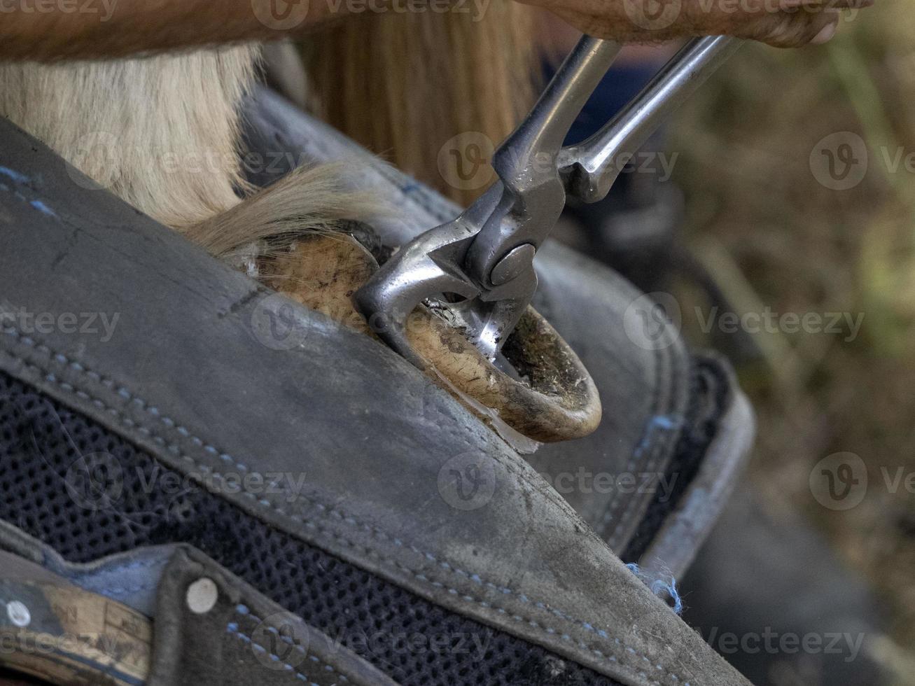 Blacksmith shoeing a donkey and cleaning hoof photo