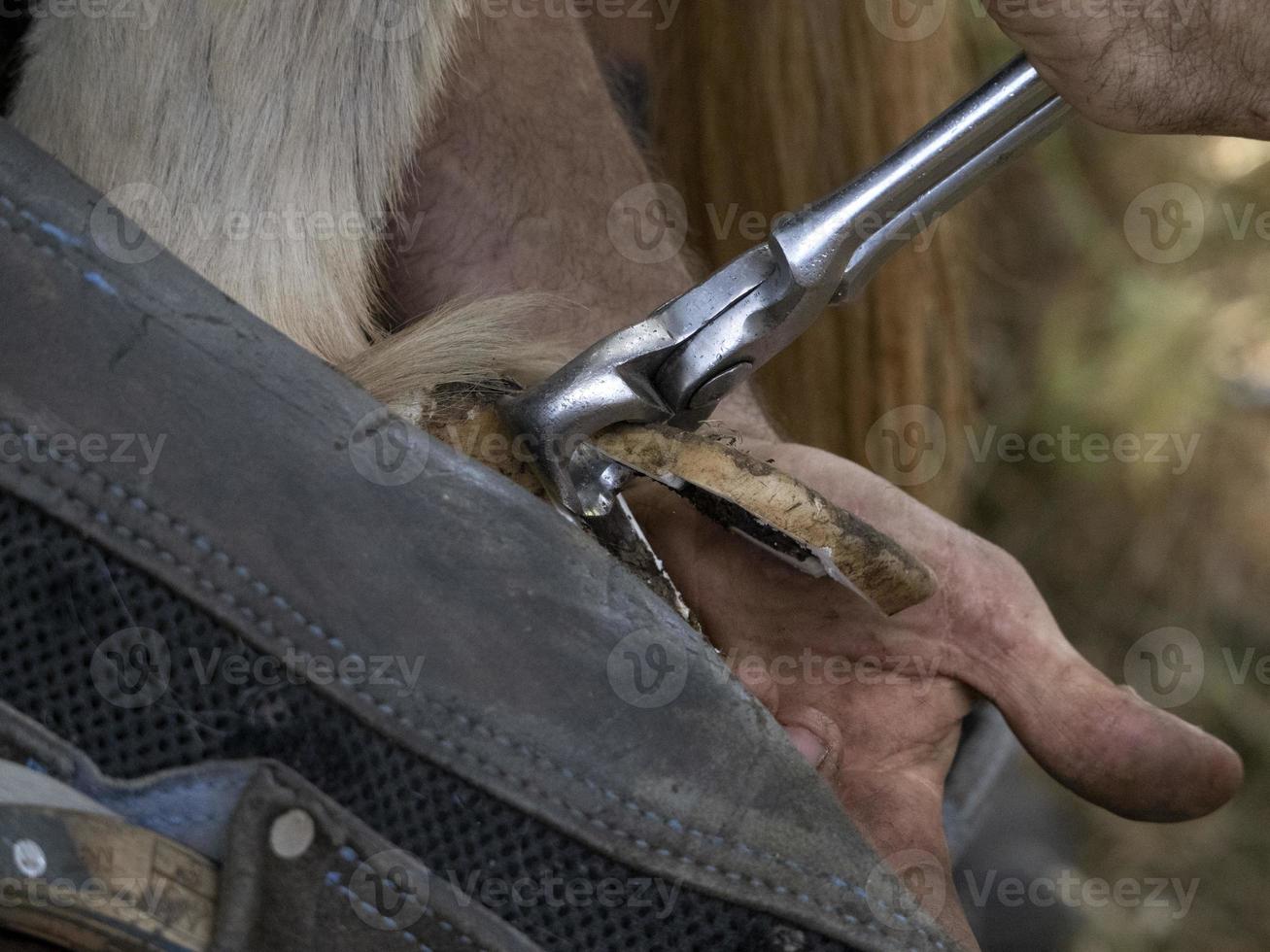 Blacksmith shoeing a donkey and cleaning hoof photo