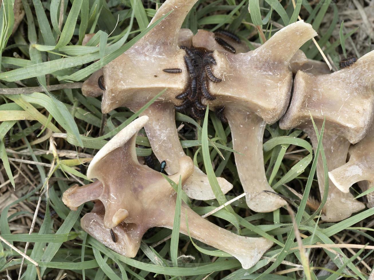 Fallow deer skeleton bones eaten by wold and covered by worms photo