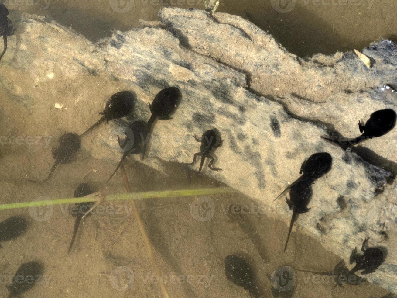 frog tadpole in a swamp photo