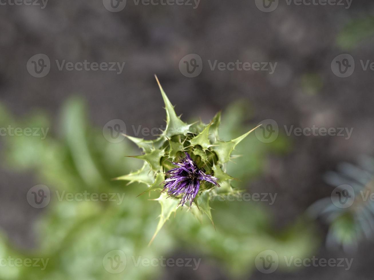 sylibum marianum thistle plant flower close up photo