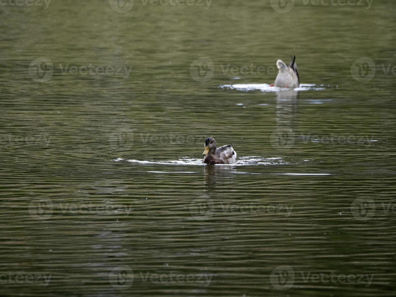 wild duck in the lake photo