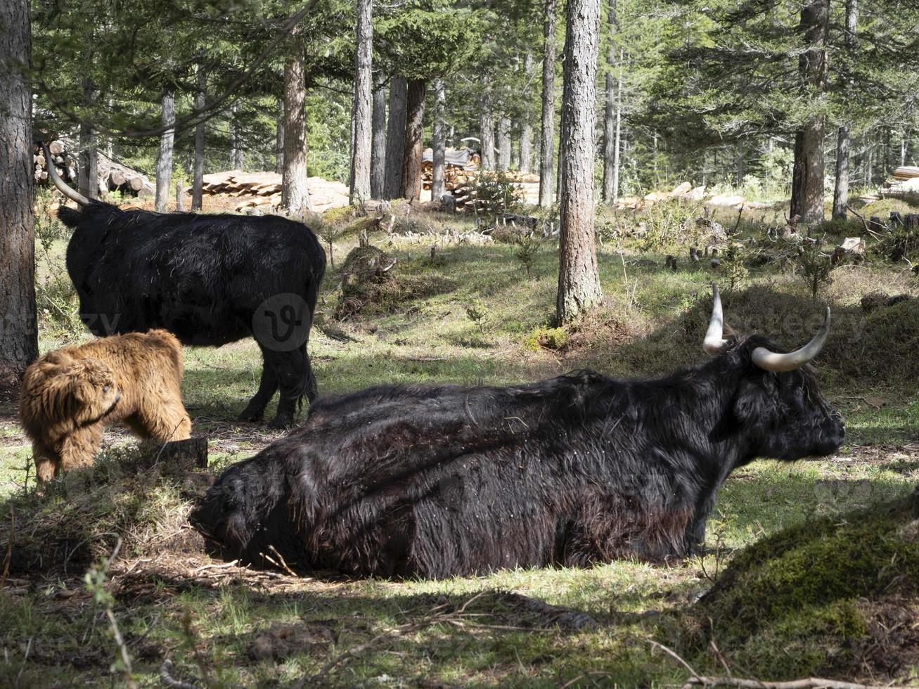 Highlander scotland hairy cow mother and baby newborn calf photo