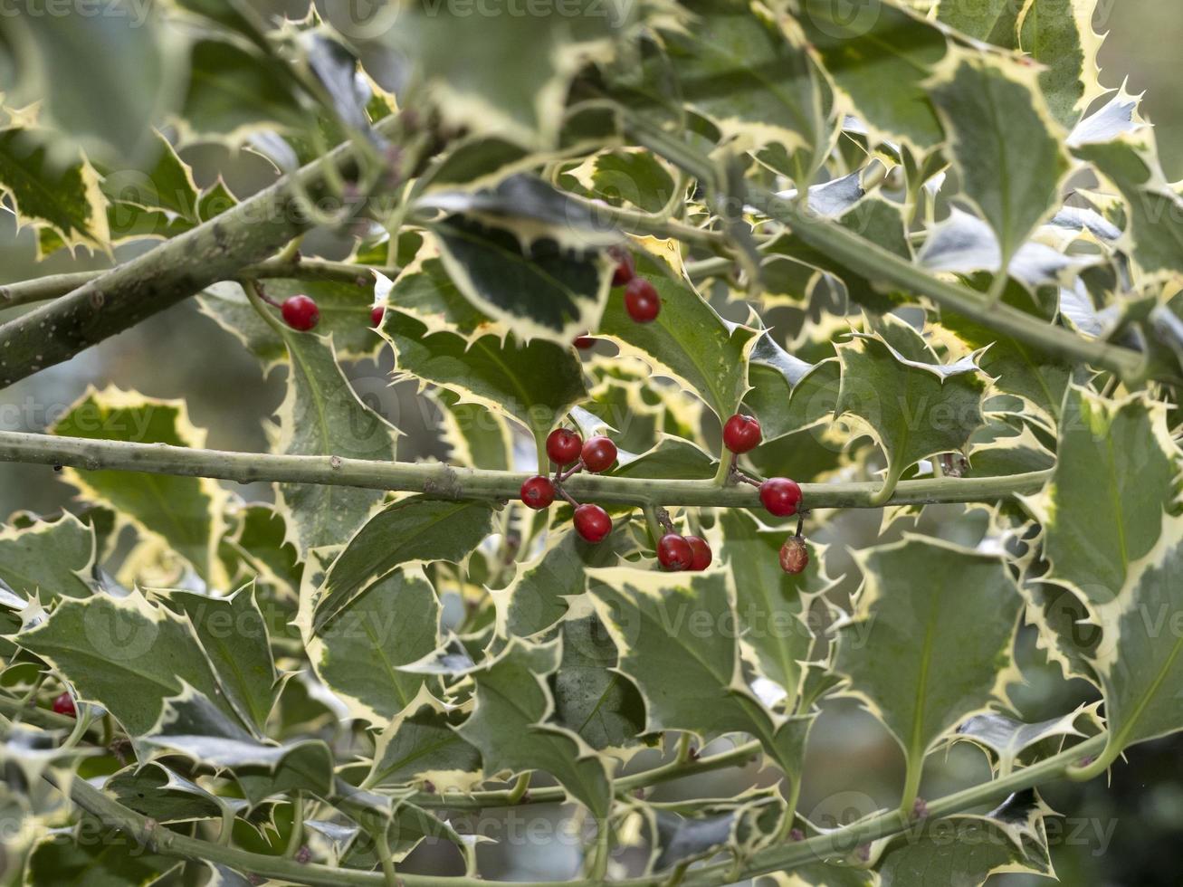 Butcher's broom with red fruit mistletoe christmas photo