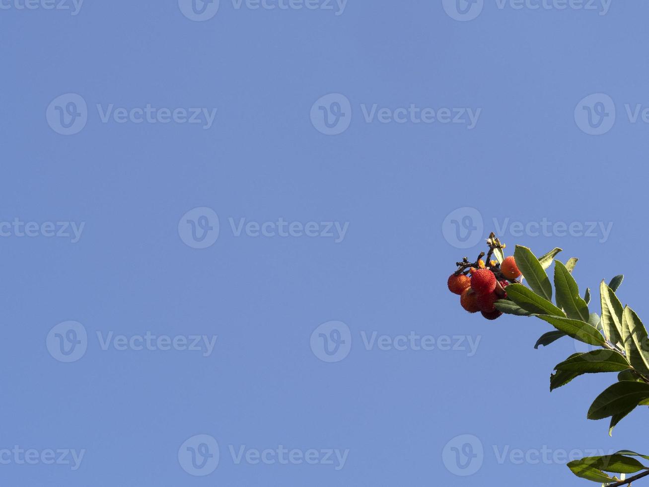 Strawberry fruit tree in Liguria, Italy photo