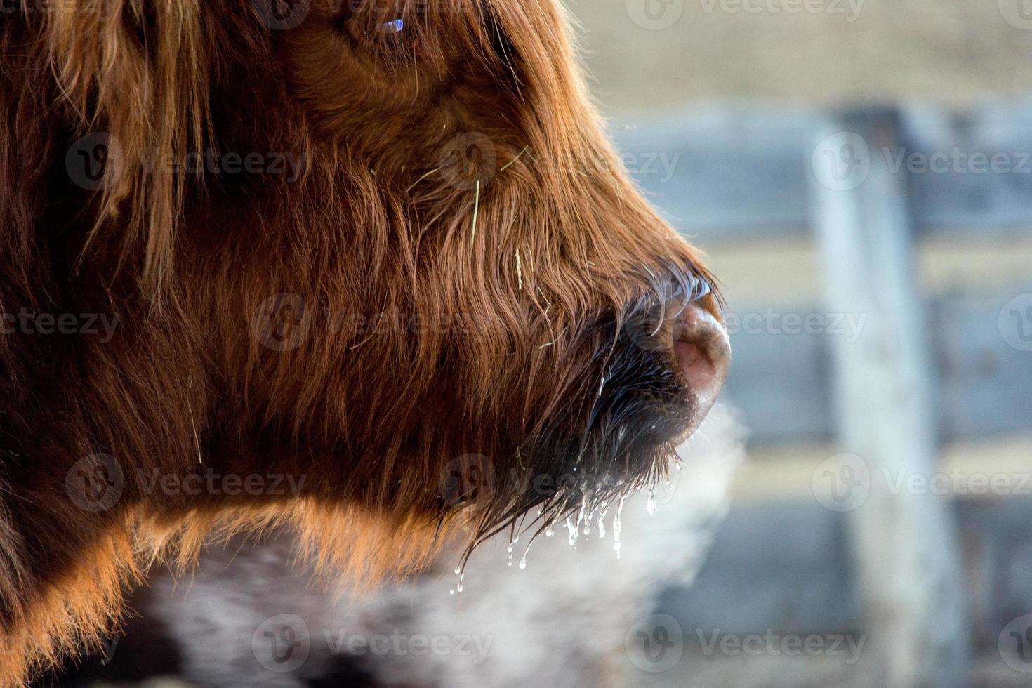 higlander escocia vaca peluda nariz congelada foto