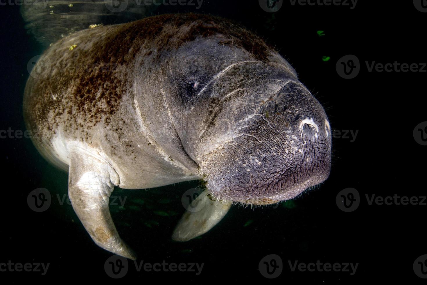 florida manatee close up portrait photo