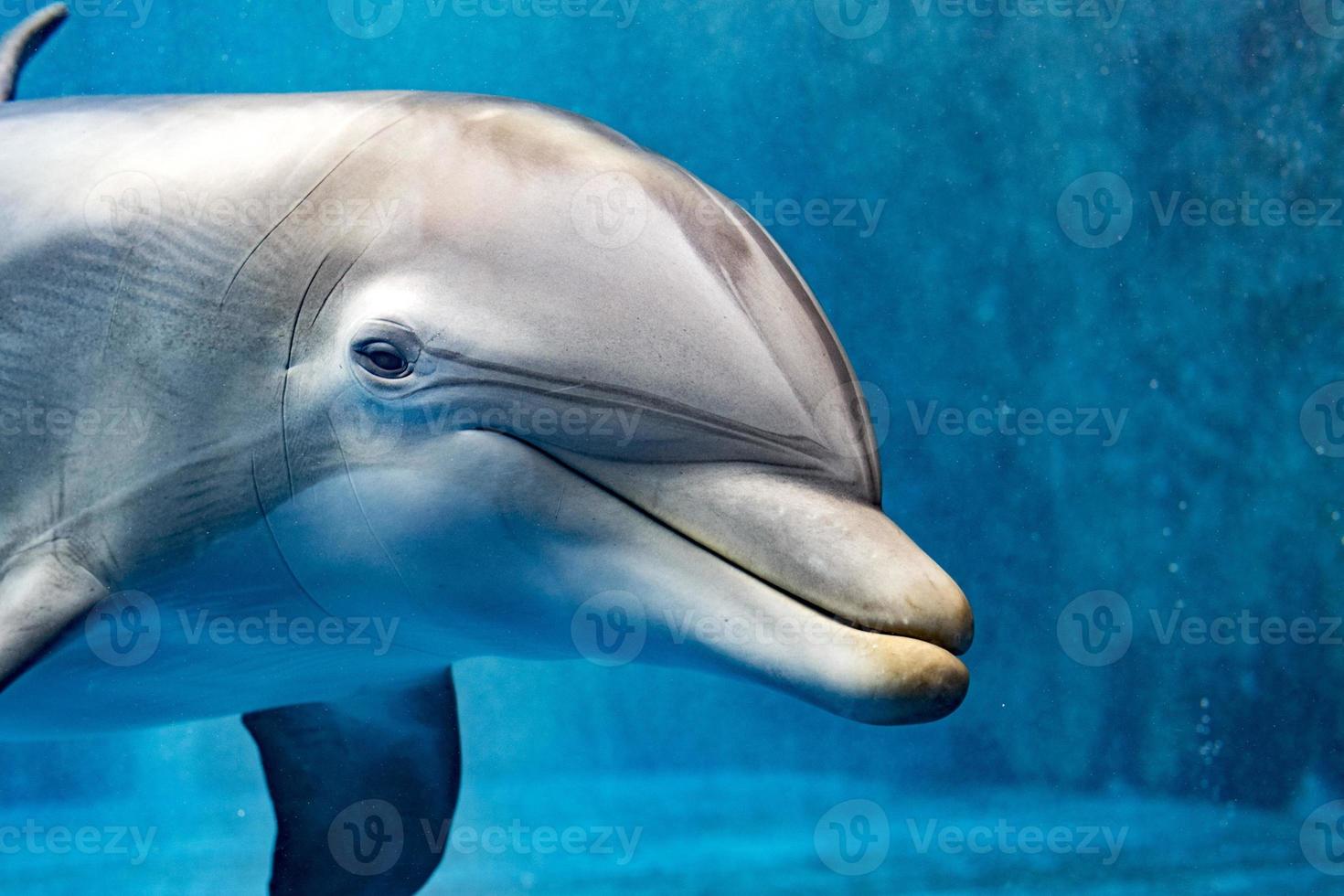 dolphin underwater looking at you photo