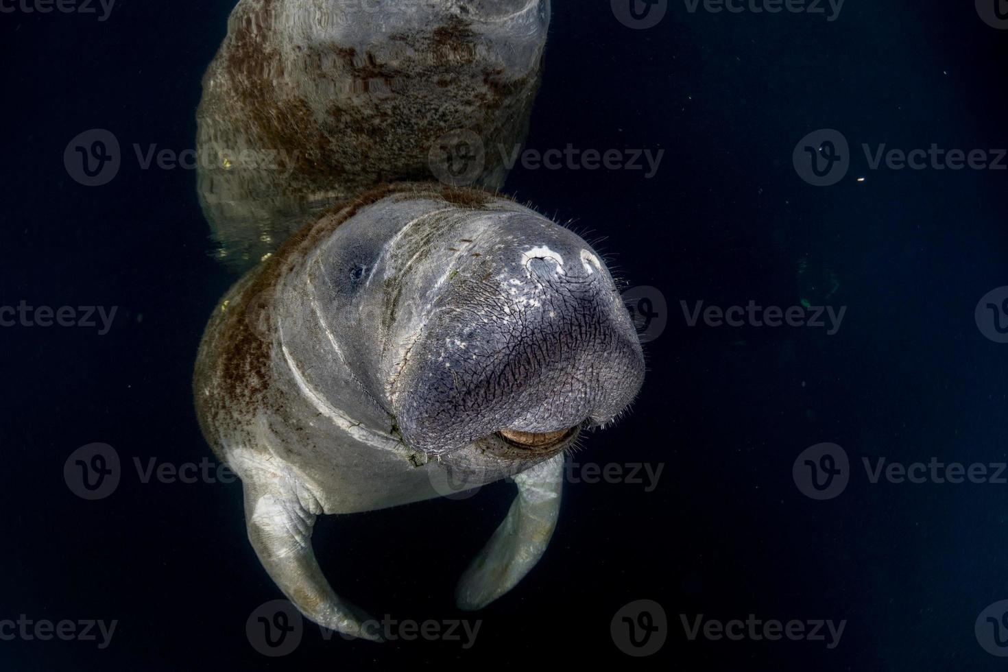 florida manatee close up portrait approaching snorkelist photo