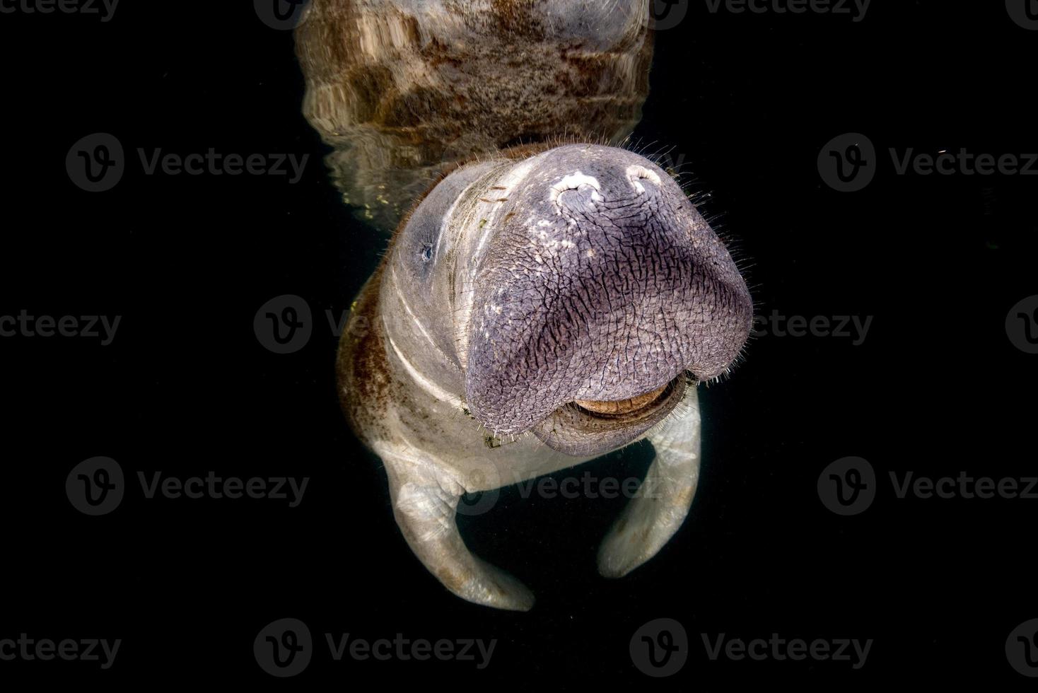 florida manatee close up portrait photo