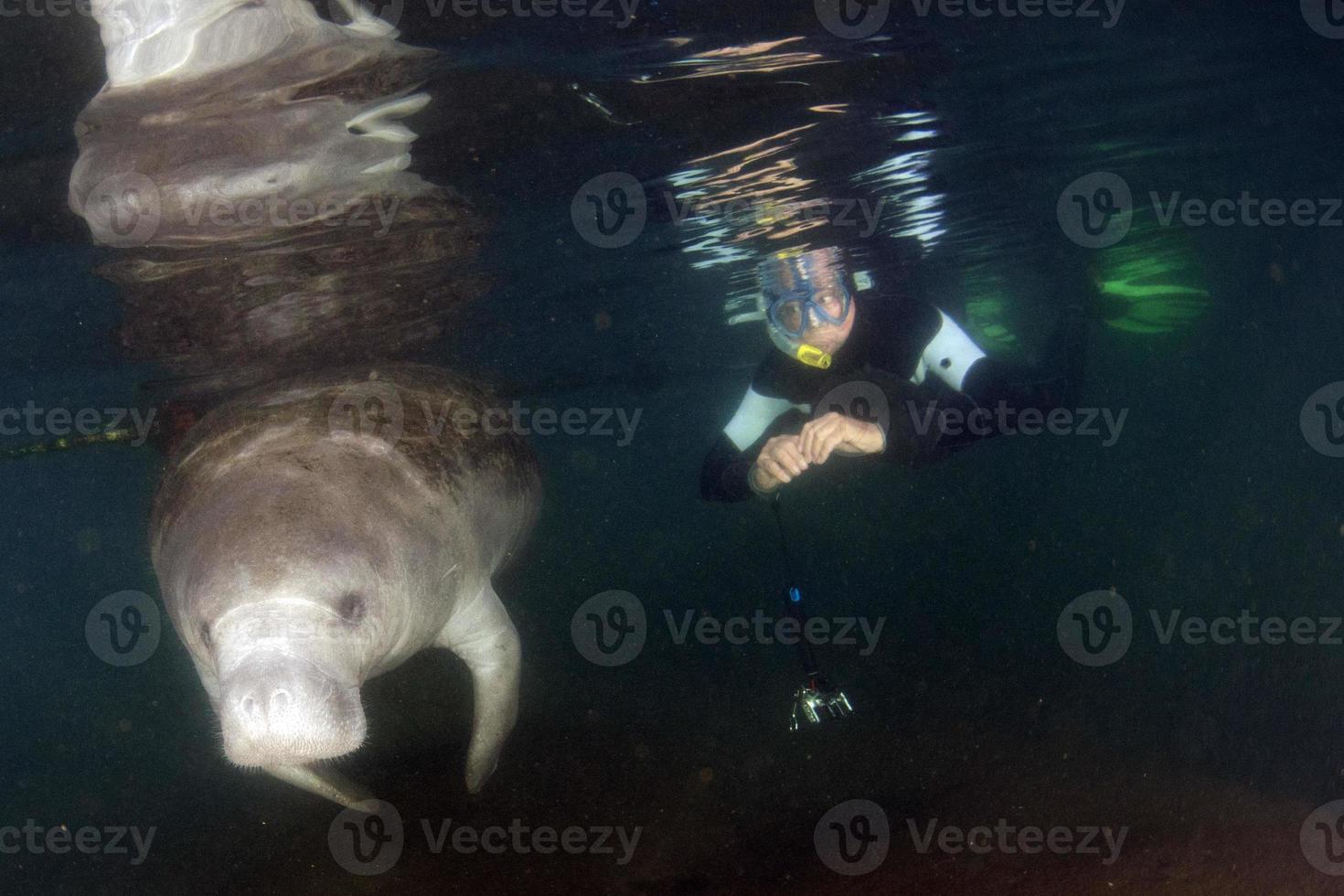 florida manatee close up portrait approaching snorkelist photo