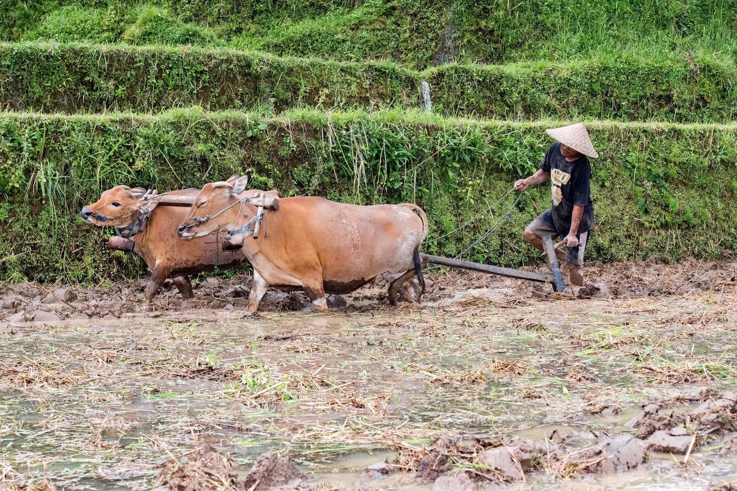 BALI, INDONESIA - AUGUST 17 2016 - people while growing and farming rice field in bali photo