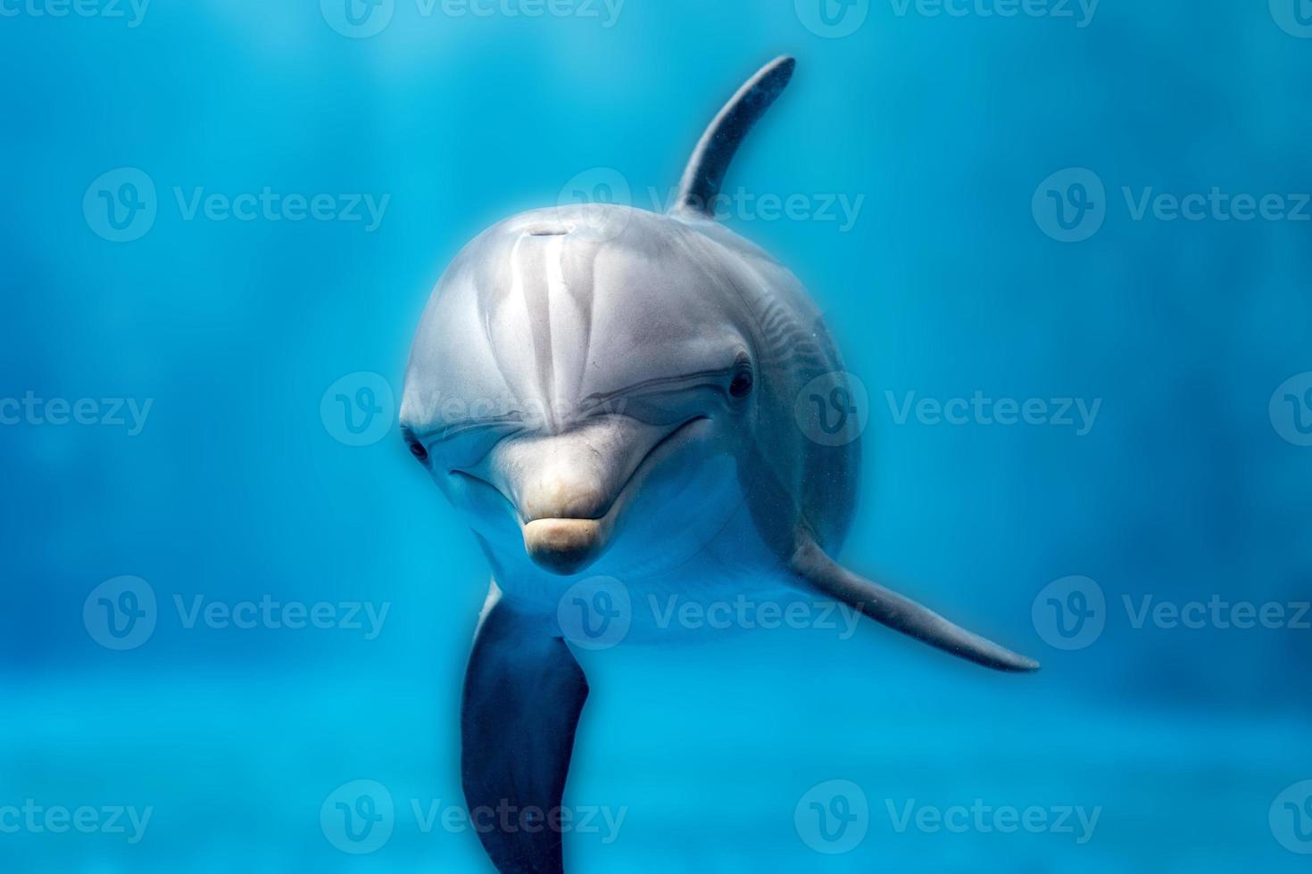 dolphin underwater on blues ocean close up look photo