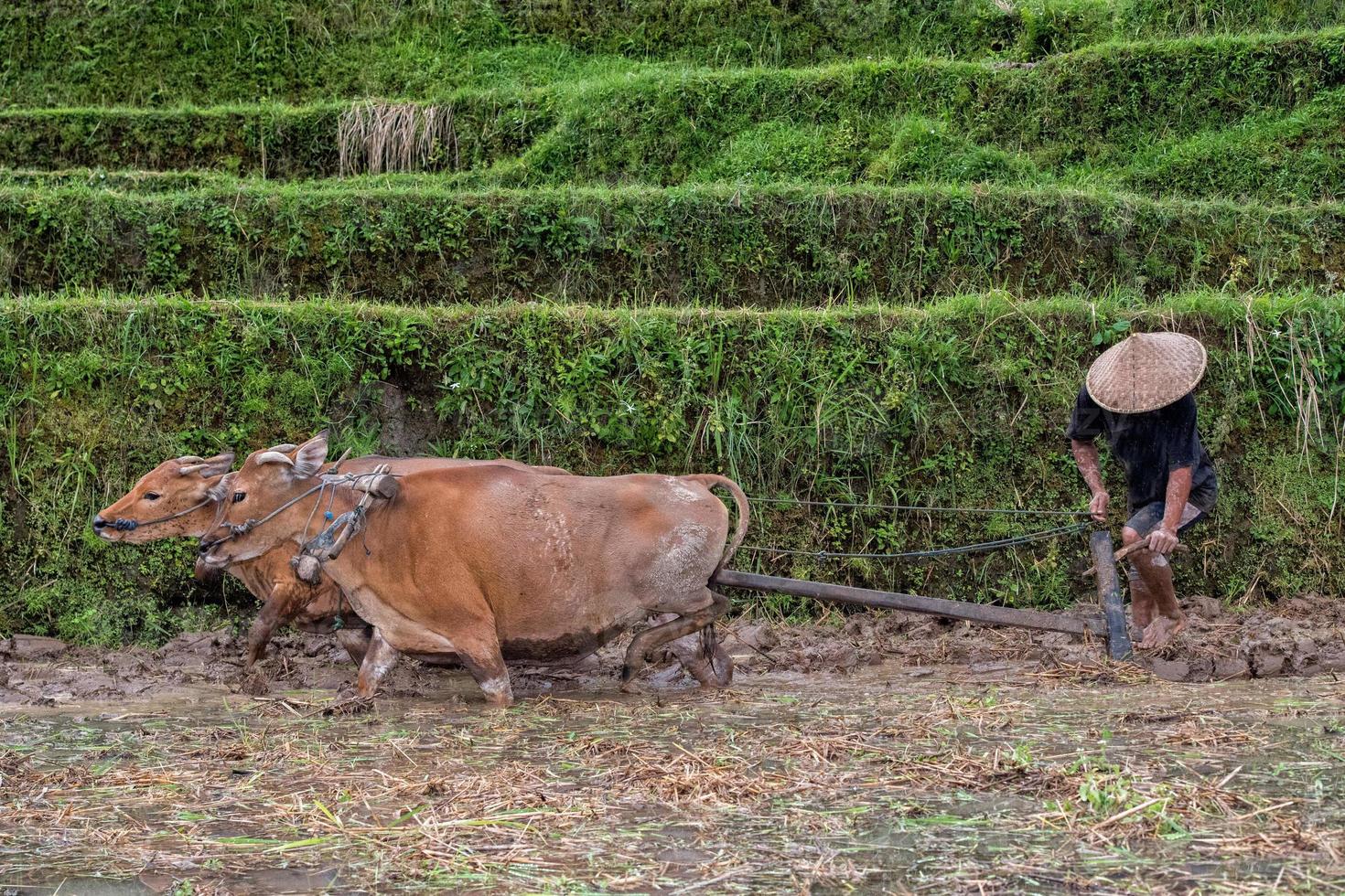 man while plowing rice field in bali with cow plough photo