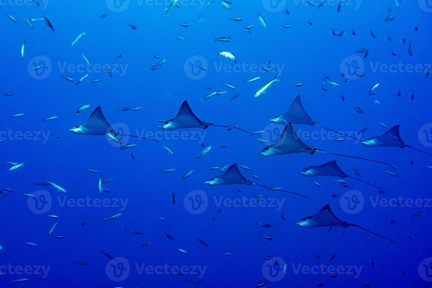 eagle ray manta while diving in Maldives photo